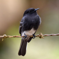 Black Phoebe